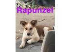 Adopt Rapunzel a Red/Golden/Orange/Chestnut Australian Shepherd / Mixed dog in