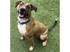 Adopt Hercules a Tan/Yellow/Fawn Mixed Breed (Large) / Mixed dog in Dallas