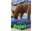 Adopt Ariel a Red/Golden/Orange/Chestnut Australian Shepherd / Mixed dog in