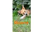 Adopt Moana a Red/Golden/Orange/Chestnut Australian Shepherd / Mixed dog in