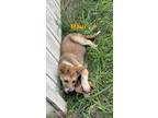 Adopt Maui a Red/Golden/Orange/Chestnut Australian Shepherd / Mixed dog in