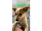 Adopt Tiana a Red/Golden/Orange/Chestnut Australian Shepherd / Mixed dog in
