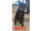 Adopt Honey a Brown Tabby Domestic Shorthair (short coat) cat in schenectady