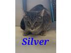 Adopt Silver a Gray, Blue or Silver Tabby Domestic Shorthair (short coat) cat in