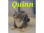Adopt Quinn a Gray, Blue or Silver Tabby Domestic Shorthair (short coat) cat in