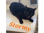 Adopt Stormy a Black (Mostly) Domestic Shorthair (short coat) cat in