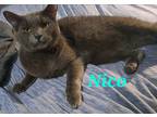 Adopt Nico a Gray or Blue Domestic Shorthair (short coat) cat in schenectady