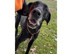 Adopt Bear a Black Great Dane / Mixed dog in Burton, MI (39910714)