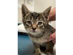 Adopt Potion a Brown or Chocolate Domestic Shorthair / Domestic Shorthair /