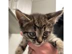 Adopt Grim a Brown or Chocolate Domestic Shorthair / Domestic Shorthair / Mixed