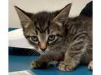 Adopt Witch a Brown or Chocolate Domestic Shorthair / Domestic Shorthair / Mixed