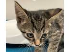 Adopt Scarecrow a Brown or Chocolate Domestic Shorthair / Domestic Shorthair /