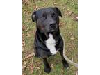 Adopt Jax a Black Mixed Breed (Large) / Labrador Retriever / Mixed dog in