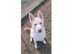 Adopt GUS a White Husky / Mixed dog in Schererville, IN (39537804)