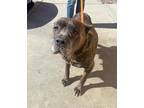 Adopt NAOMI a Gray/Blue/Silver/Salt & Pepper Cane Corso / Mixed dog in