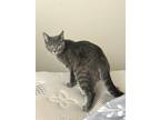 Adopt Elsa a Gray or Blue Domestic Shorthair (short coat) cat in blairsville