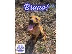 Adopt Bruno a Tan/Yellow/Fawn Mixed Breed (Medium) / Mixed dog in Ellaville