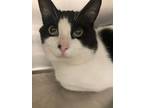 Adopt Panda a White Domestic Shorthair / Domestic Shorthair / Mixed cat in