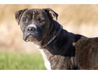 Adopt Block Head a Brown/Chocolate Boxer / American Pit Bull Terrier / Mixed dog