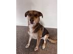 Adopt Ares a Brown/Chocolate Canaan Dog / German Shepherd Dog / Mixed dog in