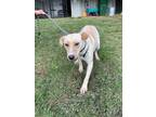 Adopt Mable a Affenpinscher / Mixed dog in Sylvania, GA (39911444)