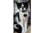 Adopt Janis a Black & White or Tuxedo Domestic Shorthair (short coat) cat in