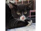 Adopt Jagger a Black & White or Tuxedo Domestic Shorthair (short coat) cat in