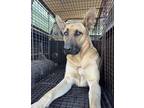 Adopt Bronco a Tan/Yellow/Fawn Shepherd (Unknown Type) / Mixed dog in Fresno