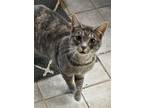 Adopt Kit kat a Gray or Blue Domestic Shorthair / Mixed (short coat) cat in