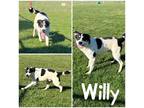 Adopt Willy a White Border Collie / Mixed Breed (Medium) / Mixed (short coat)