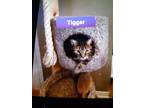 Adopt Tigger a Tiger Striped Tabby (short coat) cat in Ottawa, ON (39910408)