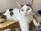 Adopt Branch a White (Mostly) Domestic Shorthair (short coat) cat in Berea