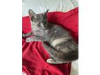 Adopt Lady a Gray or Blue (Mostly) Domestic Shorthair (short coat) cat in Sugar