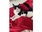 Adopt Pearl a Black & White or Tuxedo Domestic Shorthair (short coat) cat in
