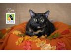 Adopt Ziva a Domestic Shorthair / Mixed cat in Salt Lake City, UT (39342880)