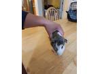 Adopt Nick a Guinea Pig small animal in Scotts Valley, CA (39902235)