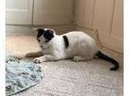Adopt Sheldon a Black & White or Tuxedo Domestic Shorthair (short coat) cat in