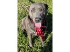 Adopt Rocco a Gray/Silver/Salt & Pepper - with White Labrador Retriever /