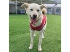 Adopt Toast a White - with Tan, Yellow or Fawn Jindo / Mixed dog in Durham