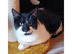 Adopt Patches a Black & White or Tuxedo Domestic Shorthair / Mixed (short coat)