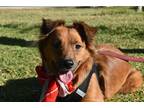 Adopt Lorenza a Red/Golden/Orange/Chestnut Collie / Terrier (Unknown Type