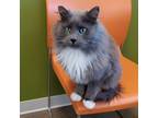 Adopt Greyson a Gray or Blue Domestic Longhair / Domestic Shorthair / Mixed cat