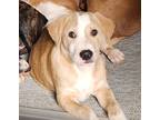 Adopt Salem a Tan/Yellow/Fawn - with White Terrier (Unknown Type
