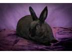 Adopt Belden a Black Satin / Mixed (short coat) rabbit in Chicago, IL (39565264)