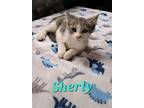 Adopt Sherly a Gray, Blue or Silver Tabby Domestic Shorthair (short coat) cat in
