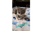 Adopt Lavern a Gray, Blue or Silver Tabby Domestic Shorthair (medium coat) cat