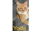 Adopt Yoda a Orange or Red Tabby Domestic Mediumhair (medium coat) cat in Green