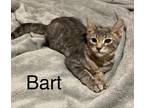 Adopt Bart a Brown Tabby Domestic Shorthair (short coat) cat in Green Forest
