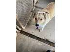 Adopt Laxie a Tan/Yellow/Fawn - with White Shepherd (Unknown Type) / Mixed Breed