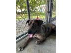 Adopt Lucky a Merle Catahoula Leopard Dog / Mixed Breed (Medium) / Mixed dog in